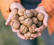 Woman holding handfuls of fresh-picked walnuts that can improve cognitive health