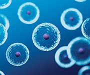 Cells that were being used in car t-cell therapy for cancer treatment