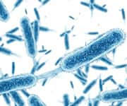 Lactobacillus rhammosus CRL1505 bacteria that is linked with increased IgA secretion