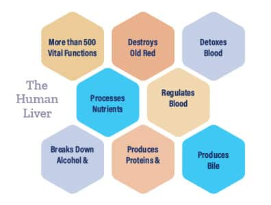 Infographic of the function of a healthy human liver