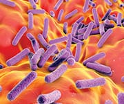 Bacteria within the gut that moderate constipation