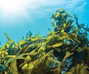 Bundle of kelp plants underwater