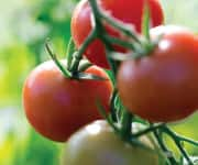 Ripe red tomatoes that contain the carotenoid pigment lycopene