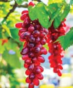 Red grapes that can be used for grapeseed extract