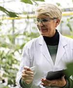 Researcher in greenhouse examining bioactive compounds in gynostemma