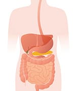 Anatomy of stomach and gut being supported with fennel seed oil and curcumin