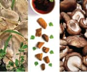 Different types of medicinal mushrooms with beta glucans compounds