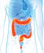 Diagram of the colon that health is supported with folate intake