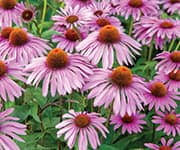 Echinacea flowers that have supportive effects for immune function