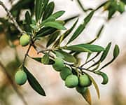 Green olives on tree that will be used to make extracts