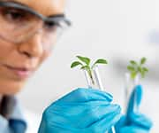 Researcher holding two seedlings in test tubes