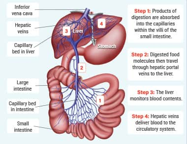 Infographic of stomach, liver, and intestines with functions