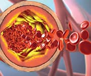 Blood vessel transporting coq10 to cells in the body