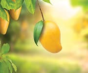 Yellow mango on tree with green leaves