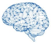 Brain with neuron paths that is supported with plant-derived nutrients