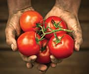 Whole tomatoes on vine containing plant-derived carotenoids