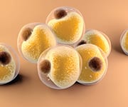 Fat cells that are not being affected by lowered calorie intake