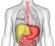 Structure of gut and liver where quercetin may have beneficial support