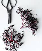 Elderberry branch with fruit attached that contain anthocyanins