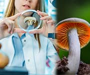 Researchers examine mushrooms to combat aging