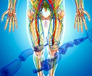 Skeleton and diagram of nerve pathways that can be supported by lipoic acid