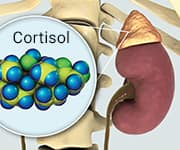 Adrenal gland that produces the hormone cortisol in response to stress