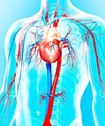 Cardiovascular system that is being supported through increased nitric oxide