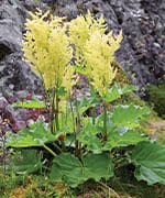 Siberian Rhubarb