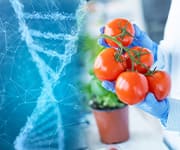 A scientist analyzing a vine of tomatoes